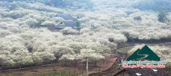 Cam nang du lich Moc Chau, diem nhan vung Tay Bac-hinh-anh-3