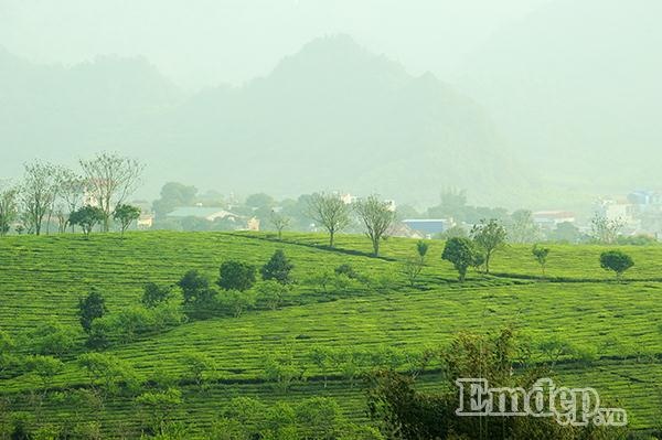 đồi chè mộc châu