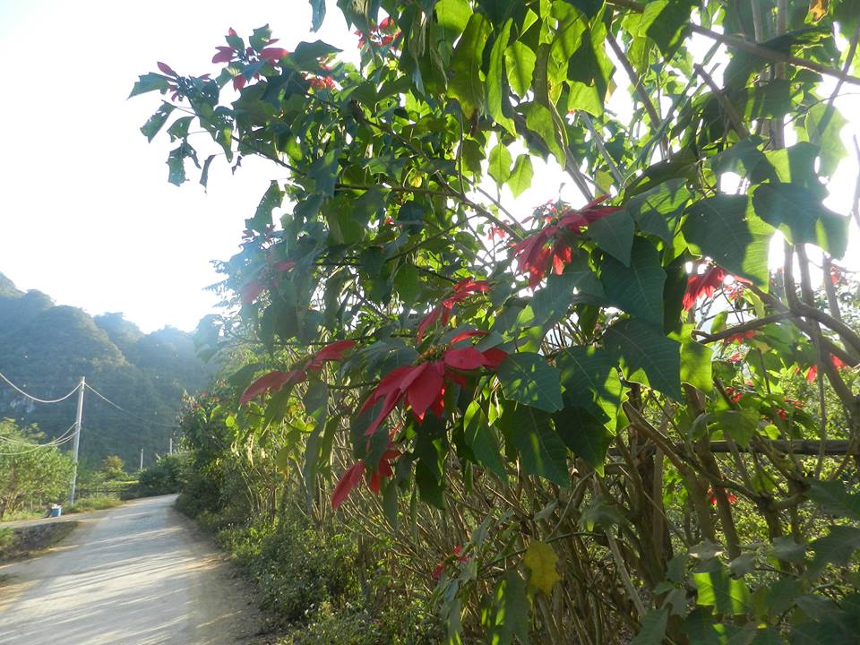 hoa trạng nguyên mộc châu