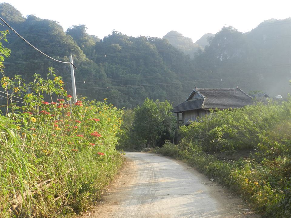 dã quỳ trạng nguyên