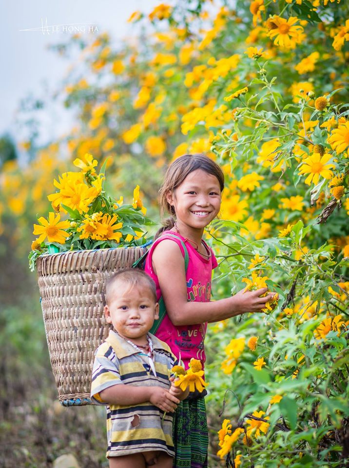 mùa hoa dã quỳ mộc châu