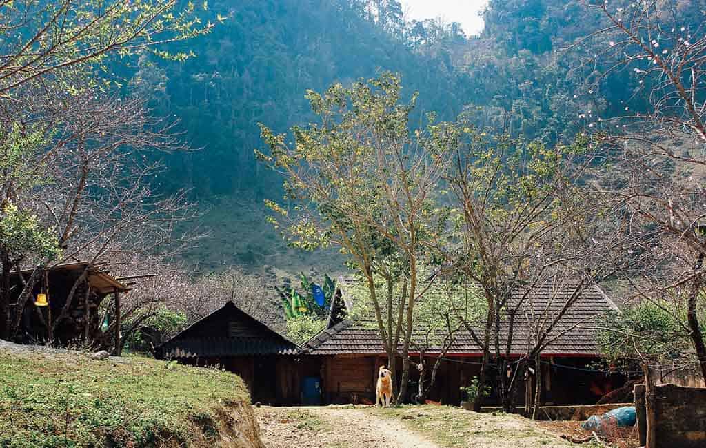 kinh nghiem di moc chau 13