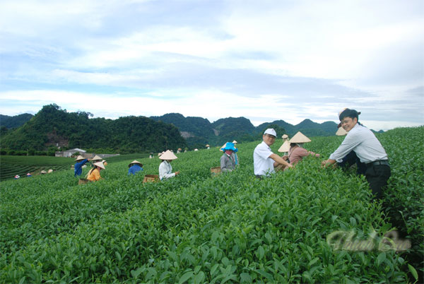 hai tre o long moc suong 1