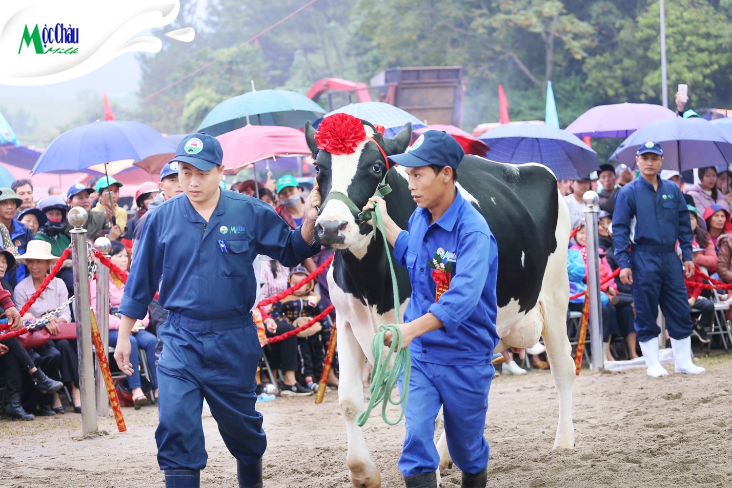 hoa hậu bò sữa 2019 (11)