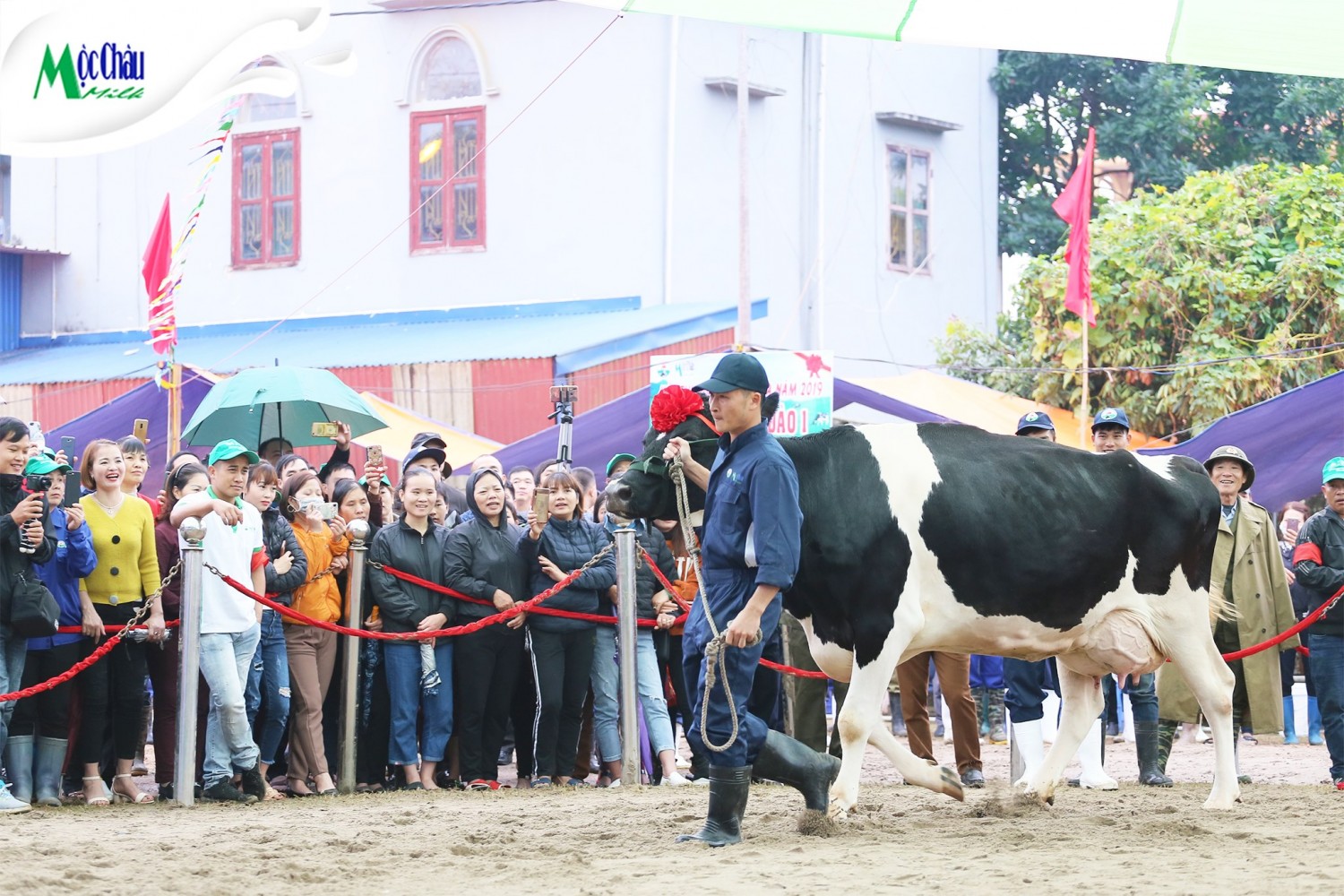 hoa hậu bò sữa 2019 (4)