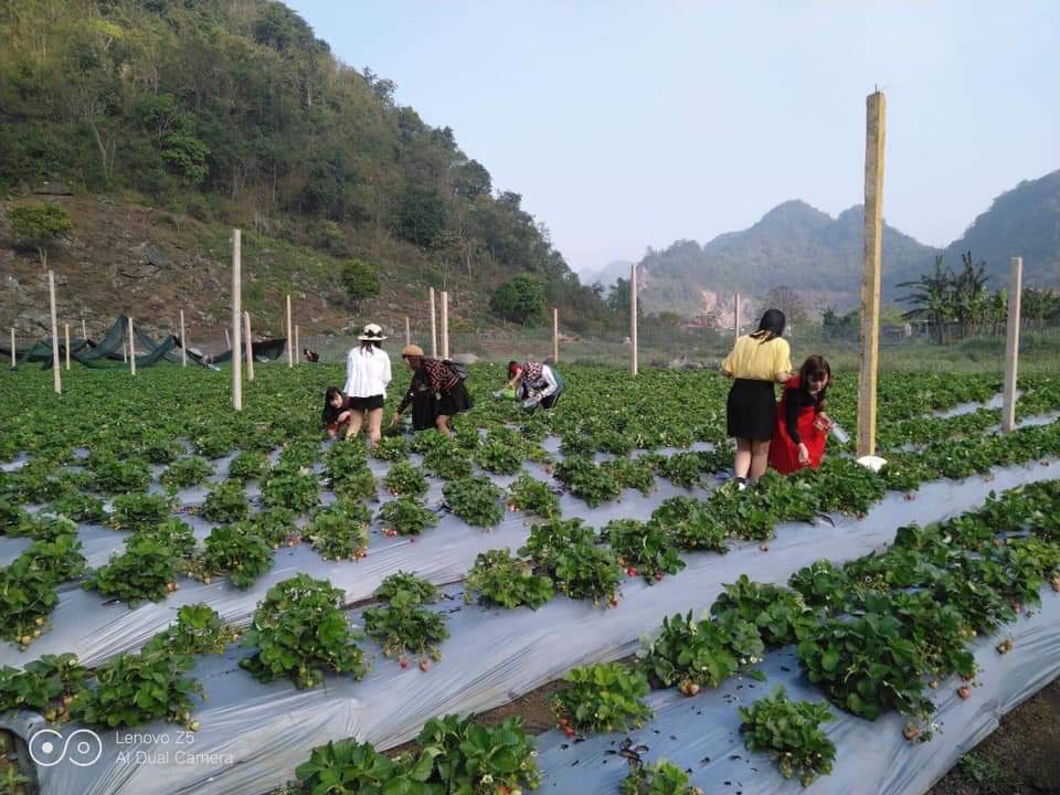 Du lịch Mộc Châu không thể bỏ lỡ HaNa Farm - Thung lũng dâu tây khổng lồ 