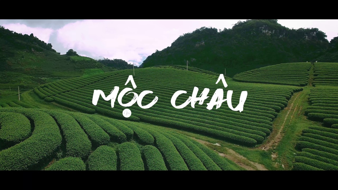 đồi chè mộc châu