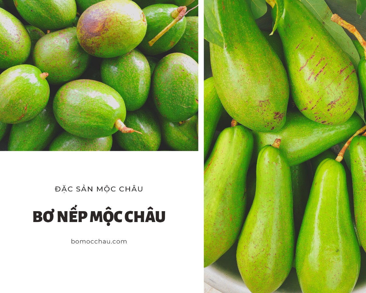 Bơ Mộc Châu - đặc sản Mộc Châu ngon không kém bơ miền trung