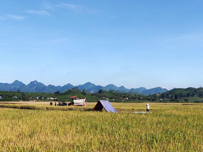 mua thu moc chau (2)