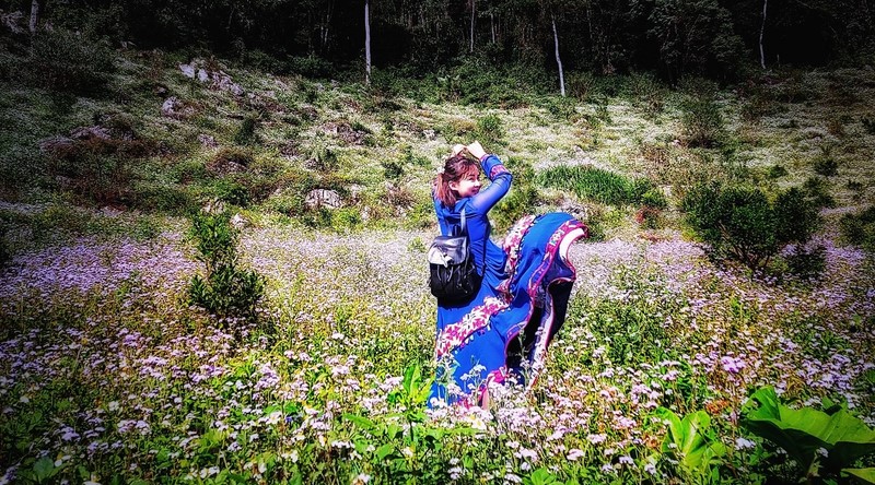 hoa ngu sac moc chau