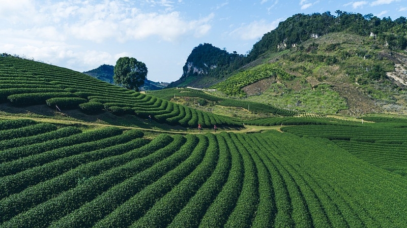 nhieu nguoi noi tieng tham gia giai chay vietnam trail marathon tai moc chau 1