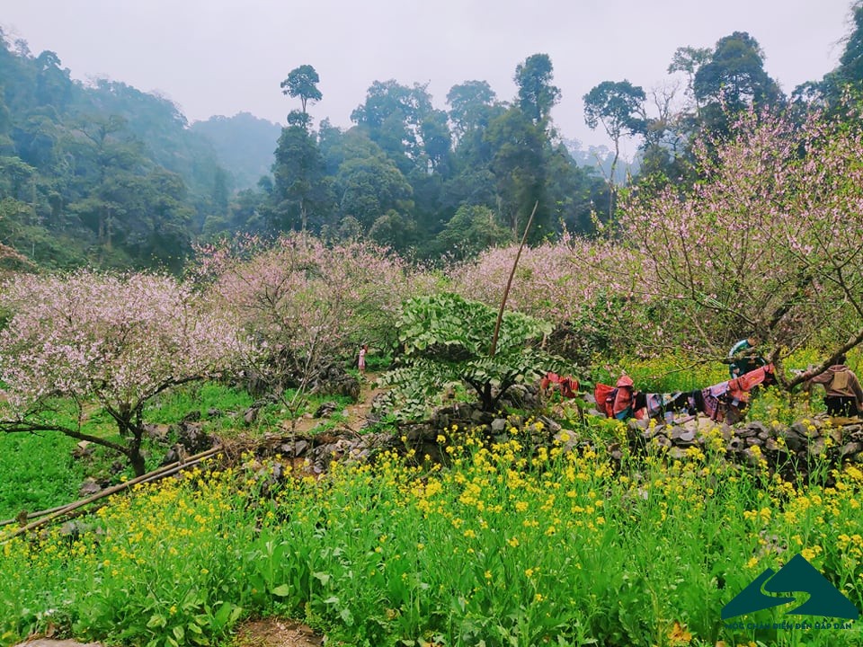 hoa dao long luong van ho (10)