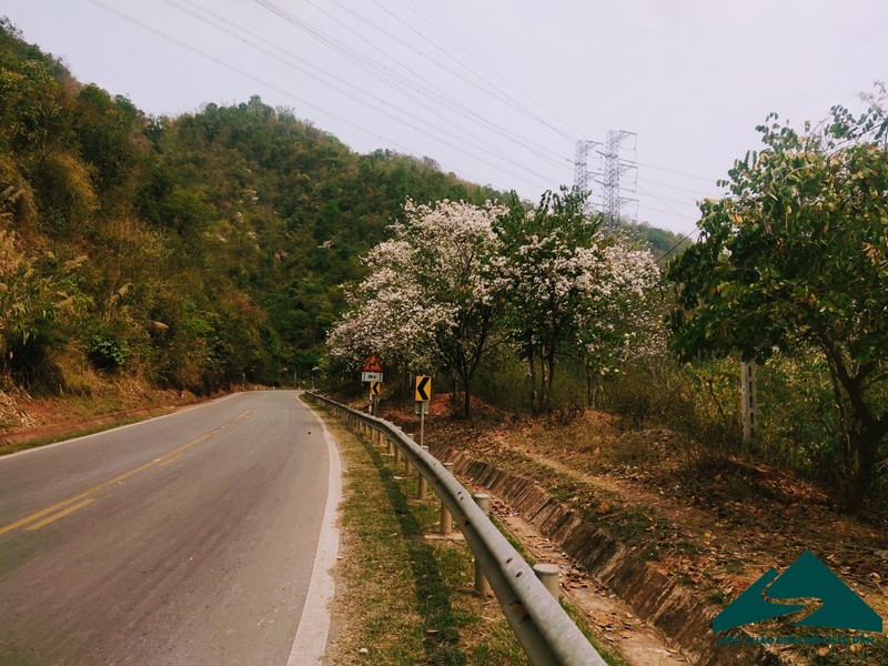 hoa ban moc chau (10)