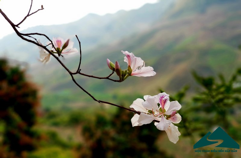 hoa ban moc chau (13)