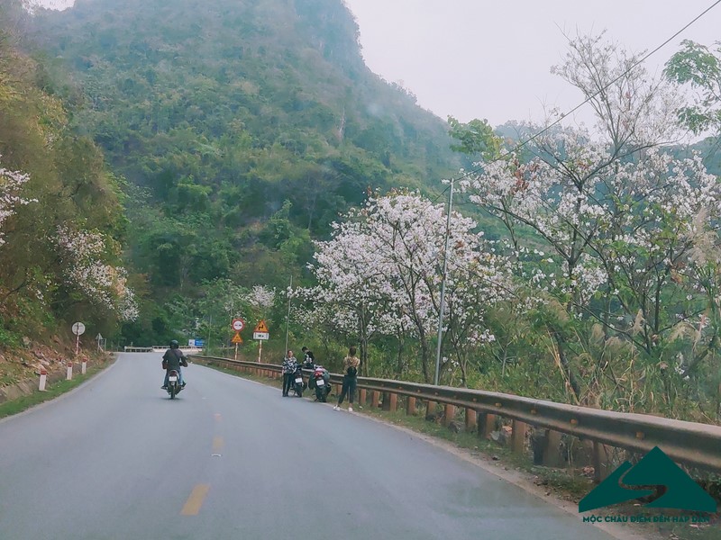 hoa ban moc chau (14)