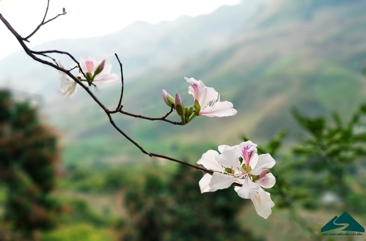 hoa ban moc chau (2)