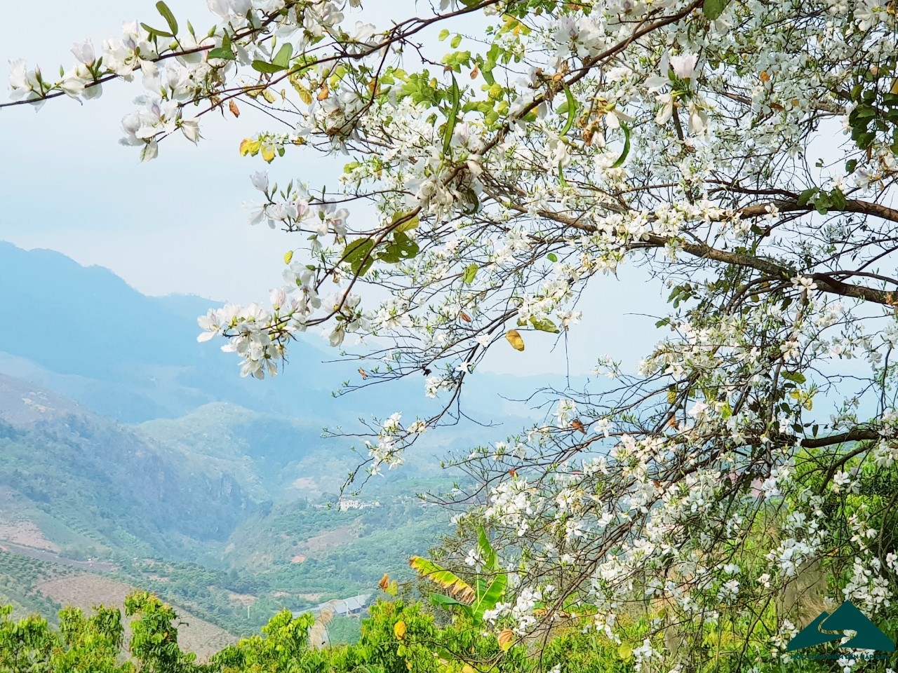 hoa ban moc chau (3)