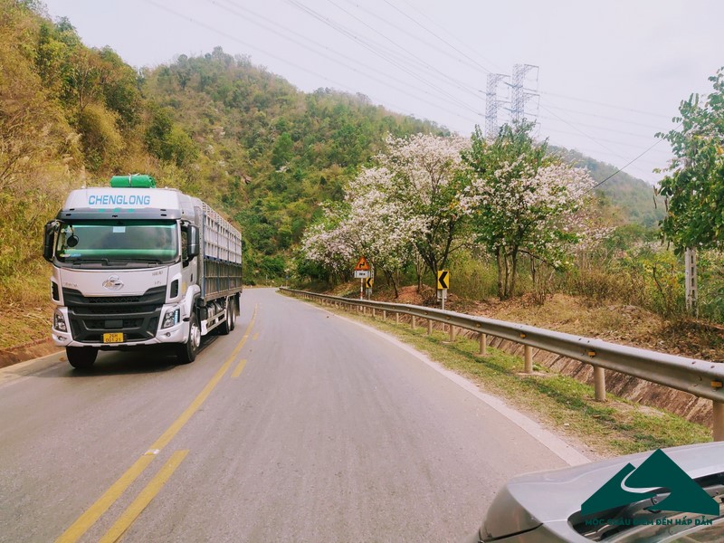 hoa ban moc chau (3)