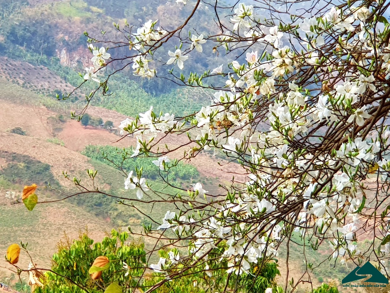 hoa ban moc chau (4)