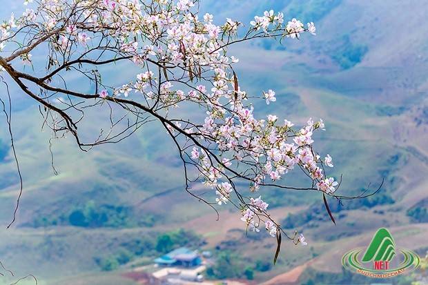 hoa ban moc chau 5