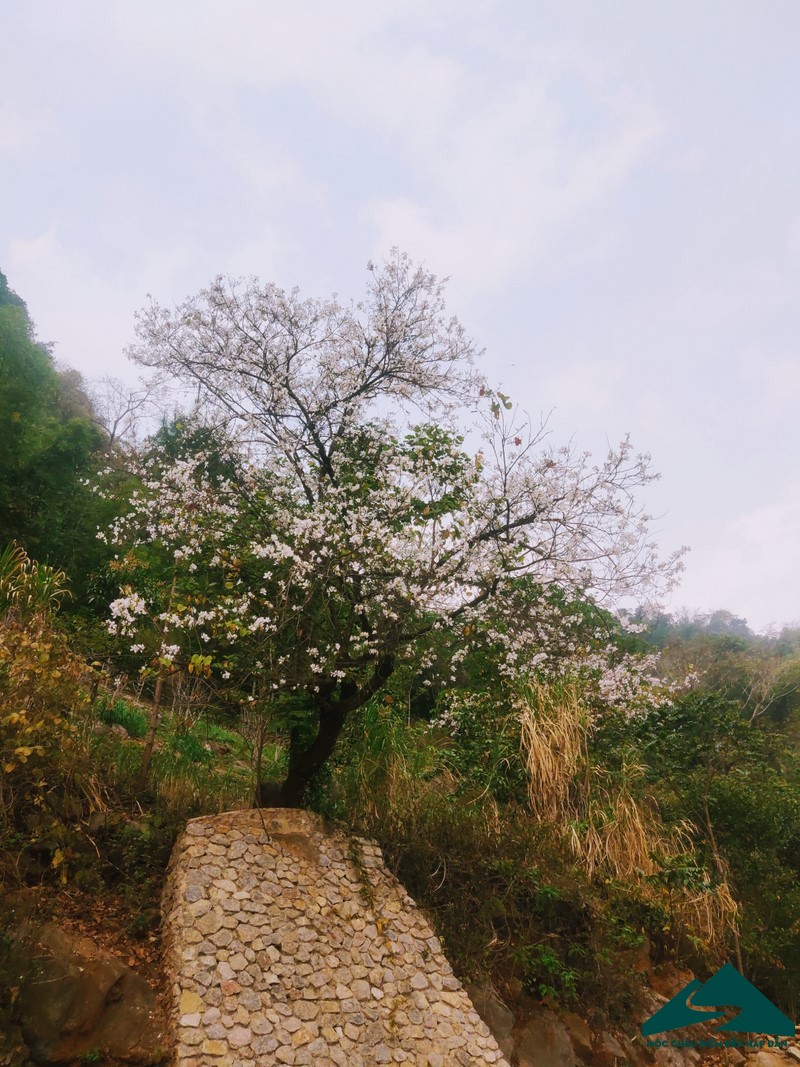 hoa ban moc chau (5)