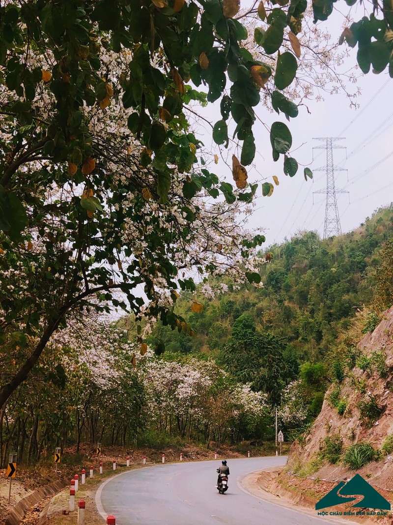 hoa ban moc chau (7)