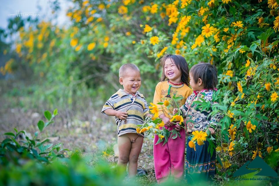 mua hoa da quy mộc châu