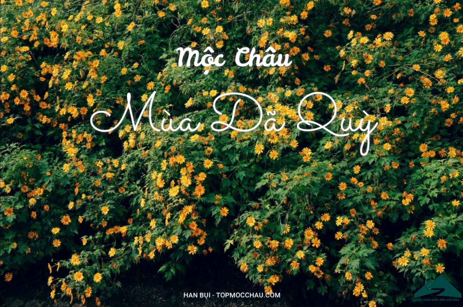 mùa hoa dã quỳ mộc châu