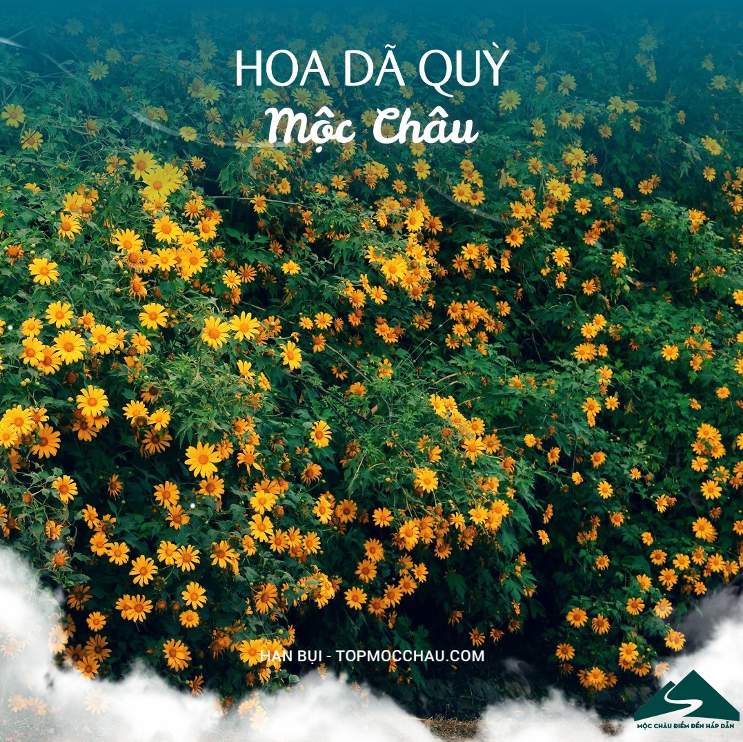 hoa dã quỳ mộc châu