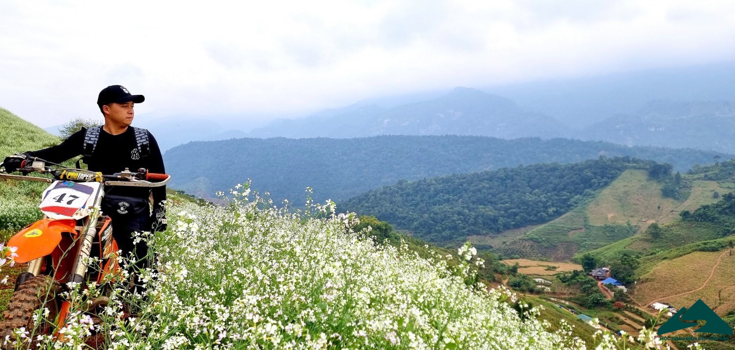 ngắm hoa cải mộc châu