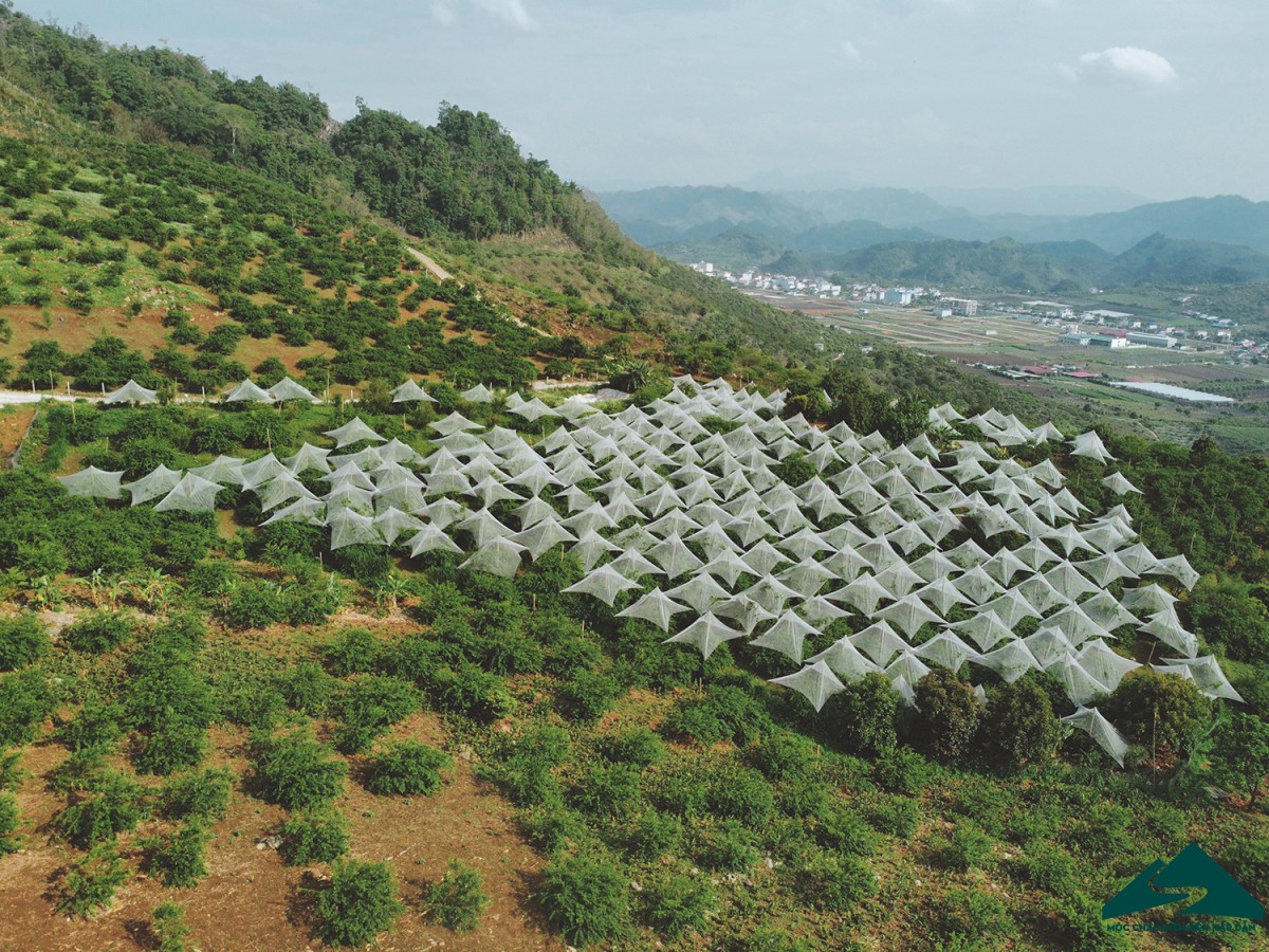 mắc màn cho mận tại phiêng khoang