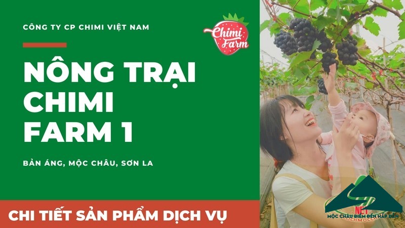 Vui hết mình với nho Mộc Châu ở Trang trại Chimi Farm