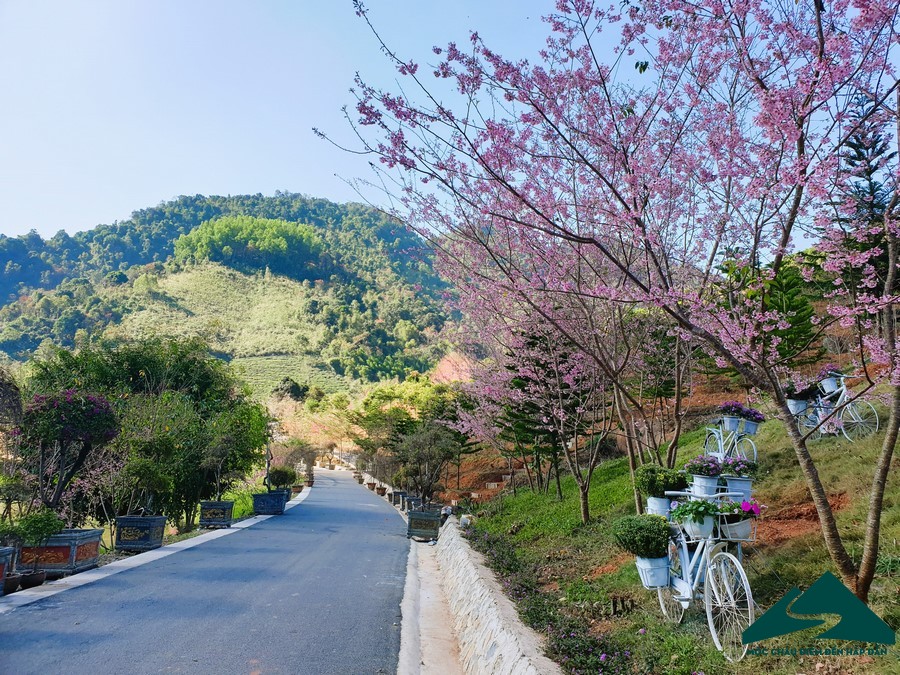 hoa anh đào mộc châu (2)